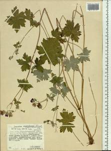 Geranium wlassovianum Fisch. ex Link, Siberia, Russian Far East (S6) (Russia)