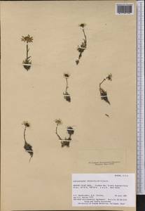 Arctanthemum integrifolium (Richards.) Tzvelev, America (AMER) (United States)