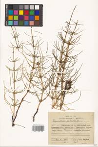 Equisetum palustre L., Siberia, Chukotka & Kamchatka (S7) (Russia)