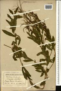 Epilobium hirsutum L., Caucasus, Stavropol Krai, Karachay-Cherkessia & Kabardino-Balkaria (K1b) (Russia)