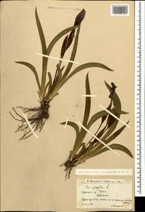 Iris aphylla L., Caucasus, Armenia (K5) (Armenia)