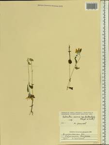 Helianthus annuus L., Eastern Europe, Lower Volga region (E9) (Russia)