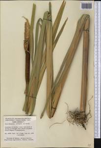 Typha latifolia L., America (AMER) (Canada)