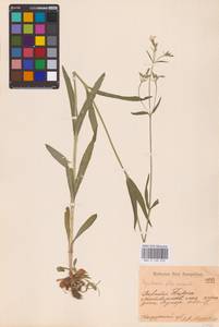 Silene flos-cuculi (L.) Greuter & Burdet, Eastern Europe, Central region (E4) (Russia)