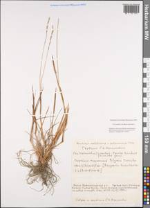 Elymus macrourus (Turcz.) Tzvelev, Siberia, Yakutia (S5) (Russia)