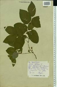 Lonicera xylosteum L., Eastern Europe, Middle Volga region (E8) (Russia)