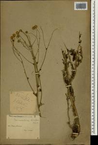 Tripleurospermum disciforme (C. A. Mey.) Sch. Bip., South Asia, South Asia (Asia outside ex-Soviet states and Mongolia) (ASIA) (Iran)