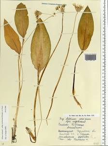Allium ursinum L., Eastern Europe, North Ukrainian region (E11) (Ukraine)