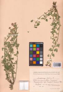 Medicago sativa L., Eastern Europe, Eastern region (E10) (Russia)
