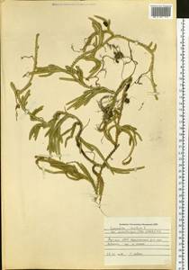 Lycopodium lagopus (Laest. ex C. Hartm.) Zinserl. ex Kuzen., Siberia, Yakutia (S5) (Russia)