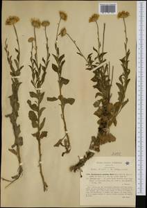 Buphthalmum inuloides Moris, Western Europe (EUR) (Italy)