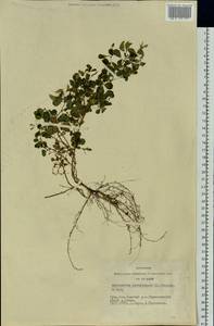 Medicago platycarpos (L.) Trautv., Siberia, Altai & Sayany Mountains (S2) (Russia)