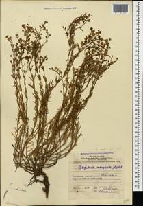 Spergularia media (L.) C.Presl, Caucasus, Azerbaijan (K6) (Azerbaijan)