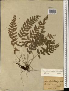 Adiantum philippense L., South Asia, South Asia (Asia outside ex-Soviet states and Mongolia) (ASIA) (Japan)