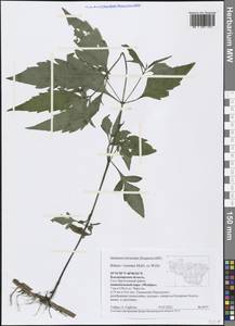 Bidens connata Muhl. ex Willd., Eastern Europe, Central region (E4) (Russia)