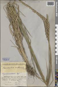Leymus multicaulis (Kar. & Kir.) Tzvelev, Middle Asia, Caspian Ustyurt & Northern Aralia (M8) (Kazakhstan)