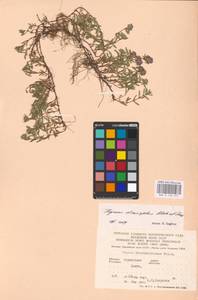 MHA 0 156 975, Thymus dimorphus Klokov & Des.-Shost., Eastern Europe, South Ukrainian region (E12) (Ukraine)