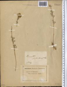 Ajania fruticulosa (Ledeb.) Poljakov, Middle Asia, Dzungarian Alatau & Tarbagatai (M5) (Kazakhstan)