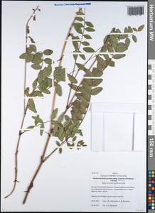 Hedysarum hedysaroides subsp. arcticum (B.Fedtsch.)P.W.Ball, Siberia, Baikal & Transbaikal region (S4) (Russia)