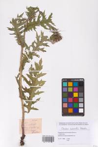 Cirsium maackii Maxim., Siberia, Russian Far East (S6) (Russia)
