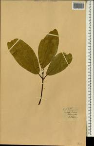 Cinnamomum verum J. S. Presl, Africa (AFR) (Portugal)