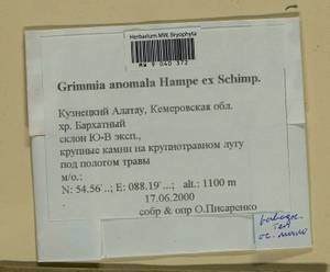 Grimmia anomala Hampe ex Schimp., Bryophytes, Bryophytes - Western Siberia (including Altai) (B15) (Russia)