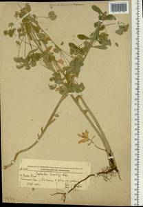 Euphorbia sieboldiana C.Morren & Decne., Siberia, Russian Far East (S6) (Russia)
