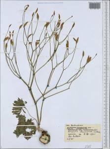 Bongardia chrysogonum (L.) Sp., Middle Asia, Karakum (M6) (Turkmenistan)