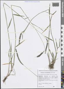 Hordeum brevisubulatum (Trin.) Link, Siberia, Baikal & Transbaikal region (S4) (Russia)