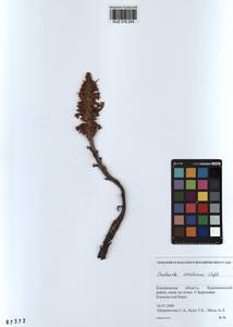 Orobanche coerulescens Stephan, Siberia, Altai & Sayany Mountains (S2) (Russia)