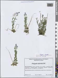 Polygala comosa subsp. comosa, Siberia, Yakutia (S5) (Russia)