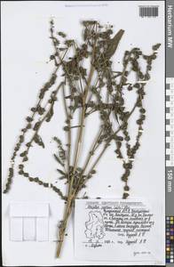 Atriplex patens (Litv.) Iljin, Eastern Europe, Volga-Kama region (E7) (Russia)