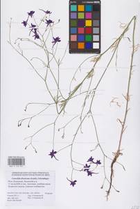 Delphinium consolida subsp. divaricatum (Ledeb.) A.Nyár., Eastern Europe, Lower Volga region (E9) (Russia)