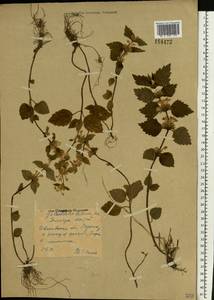Lamium galeobdolon subsp. galeobdolon, Eastern Europe, Central forest region (E5) (Russia)