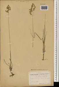 Anthoxanthum nitens (Weber) Y.Schouten & Veldkamp, Mongolia (MONG) (Mongolia)