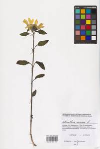 Helianthus annuus L., Eastern Europe, Moscow region (E4a) (Russia)