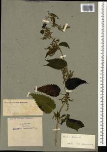 Urtica dioica L., Caucasus, Armenia (K5) (Armenia)