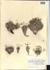 Paraquilegia caespitosa (Boiss. & Hohen.) Drumm. & Hutch., Middle Asia, Pamir & Pamiro-Alai (M2) (Kyrgyzstan)