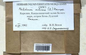 Ptilidium ciliare (L.) Hampe, Bryophytes, Bryophytes - Karelia, Leningrad & Murmansk Oblasts (B4) (Russia)