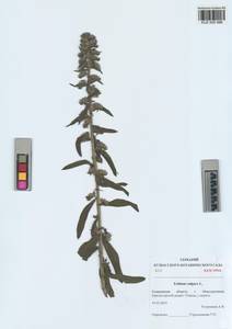 KUZ 005 986, Echium vulgare L., Siberia, Altai & Sayany Mountains (S2) (Russia)