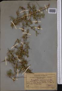 Prunus spinosissima (Bunge) Franch., Middle Asia, Western Tian Shan & Karatau (M3) (Kazakhstan)