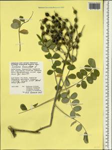 Sophora tomentosa L., South Asia, South Asia (Asia outside ex-Soviet states and Mongolia) (ASIA) (Thailand)