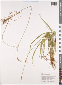 Carex vaginata Tausch, Siberia, Russian Far East (S6) (Russia)