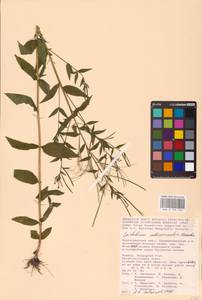 Epilobium ciliatum subsp. ciliatum, Eastern Europe, Lower Volga region (E9) (Russia)