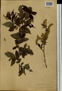 Salix pseudopentandra (Flod.) Flod., Siberia, Baikal & Transbaikal region (S4) (Russia)