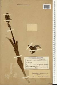 Gymnadenia conopsea (L.) R.Br., Caucasus, Armenia (K5) (Armenia)