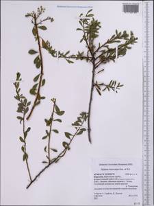 Spiraea lasiocarpa Kar. & Kir., Middle Asia, Northern & Central Tian Shan (M4) (Kyrgyzstan)