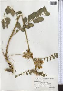 Astragalus schahrudensis Bunge, Middle Asia, Kopet Dag, Badkhyz, Small & Great Balkhan (M1) (Turkmenistan)