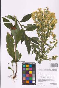 Solidago, Eastern Europe, Central region (E4) (Russia)