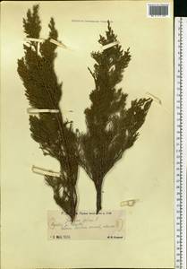 Juniperus sabina L., Eastern Europe, Lower Volga region (E9) (Russia)